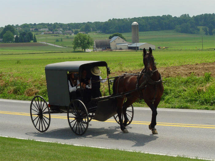 Courtships Are Usually Short And Quickly Followed By Marriage