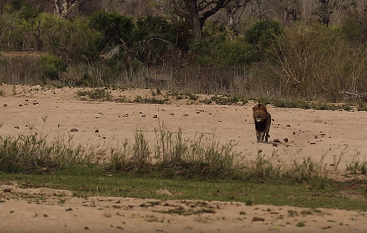 The lion was spotted by tourists