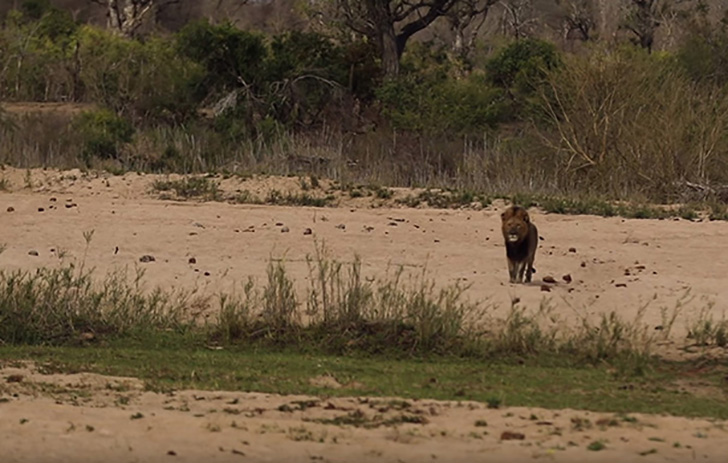 The lion was spotted by tourists