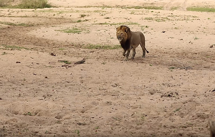 The lion noticed the leopard and started his stalking