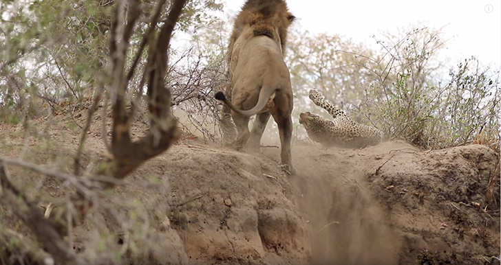 The lion was surprised by the fail, and the leopard was startled by the secret attack. So both parties froze and confronted each other for a moment.