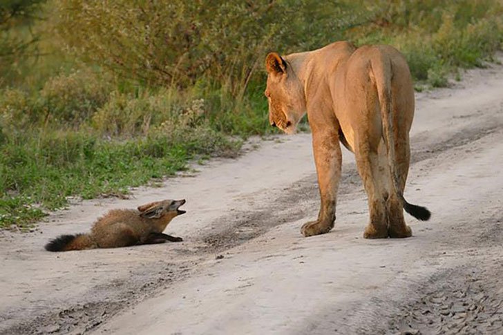 An injured fox got caught