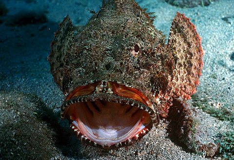 Stonefish