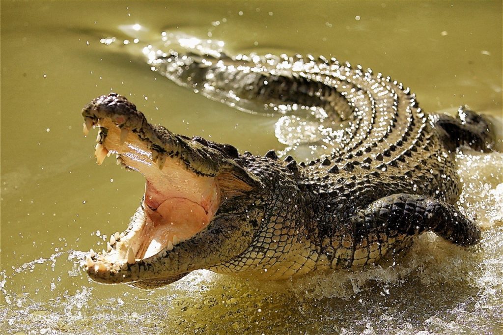 Saltwater Crocodiles