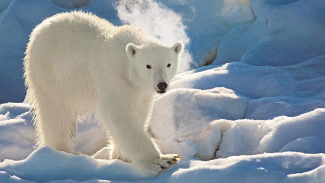 Polar Bear