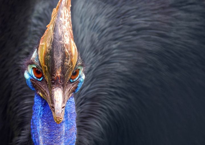 Southern Cassowary