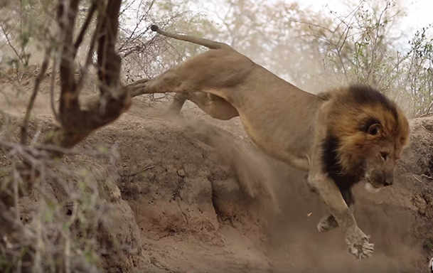 The Lion wouldn't let it go and began to chase