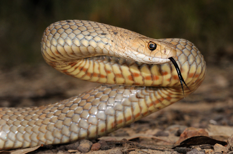 Eastern Brown Snake