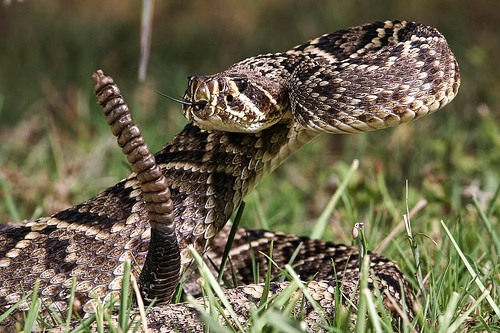 Eastern Diamondback Rattlesnake