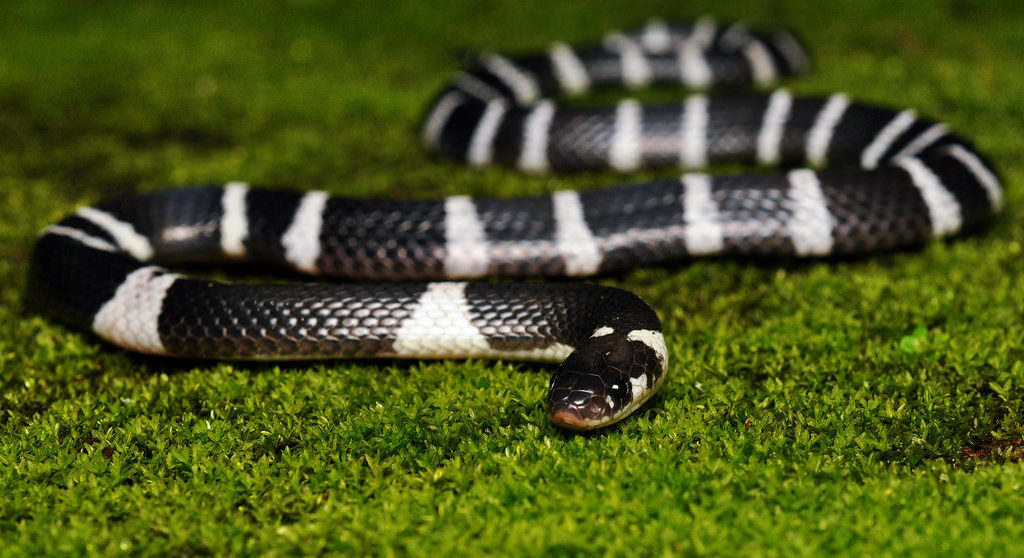 Common Krait