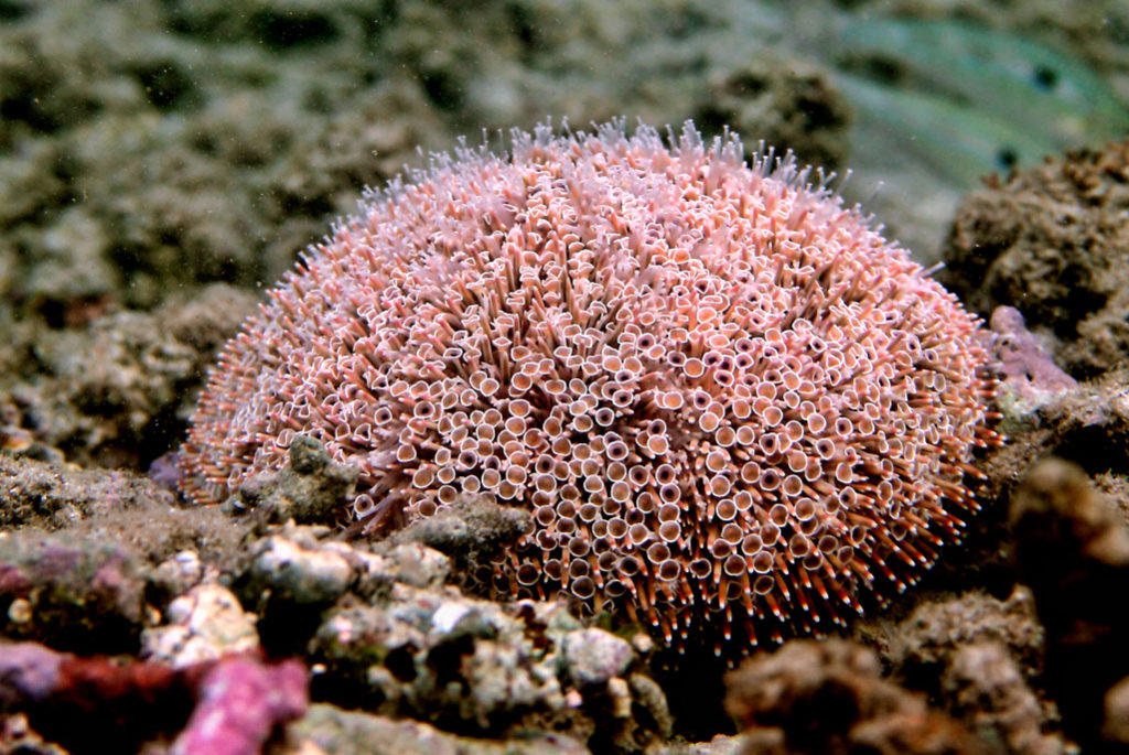 Flower Urchin