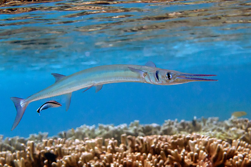 Indonesian Needlefish
