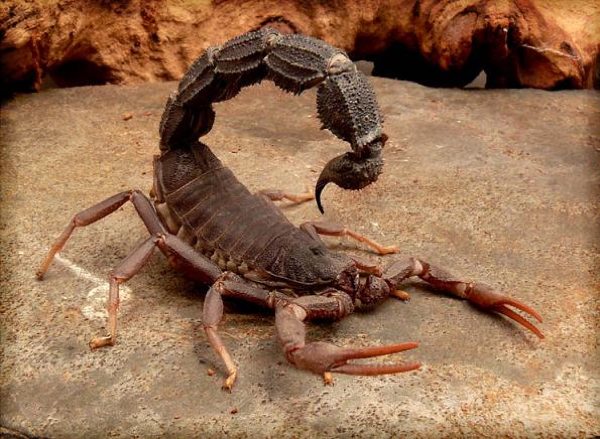 Black Spitting Thick-Tailed Scorpion