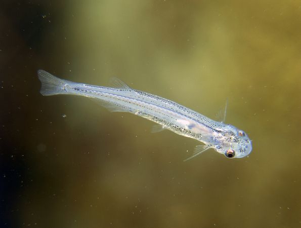 Candiru