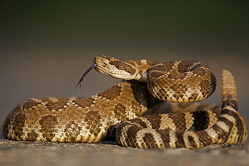 Western Diamondback Rattlesnake