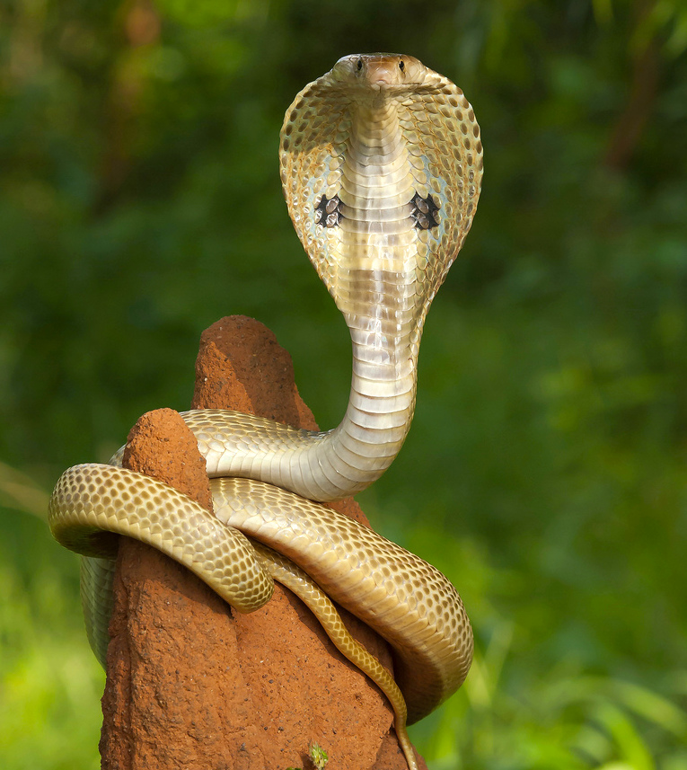 Indian Cobra