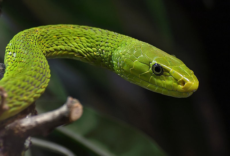 Western Green Mamba