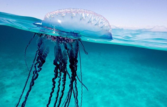 Portuguese Man O' War