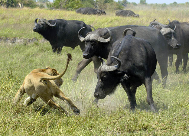 Cape Buffalo