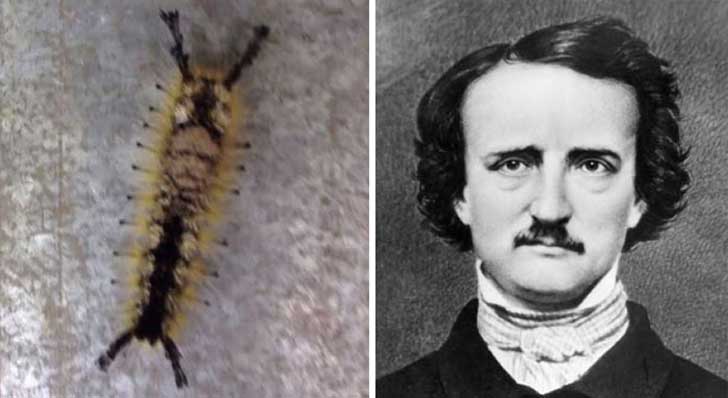 Face Of Edgar Allan Poe Appears On A Caterpillar.