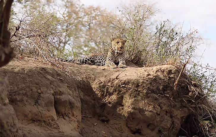 The Leopard lay down to relax on a mound at the Sabi Sands private game reserve in South Africa.