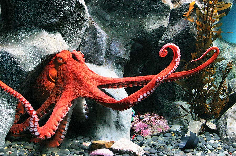 Giant Pacific Octopus