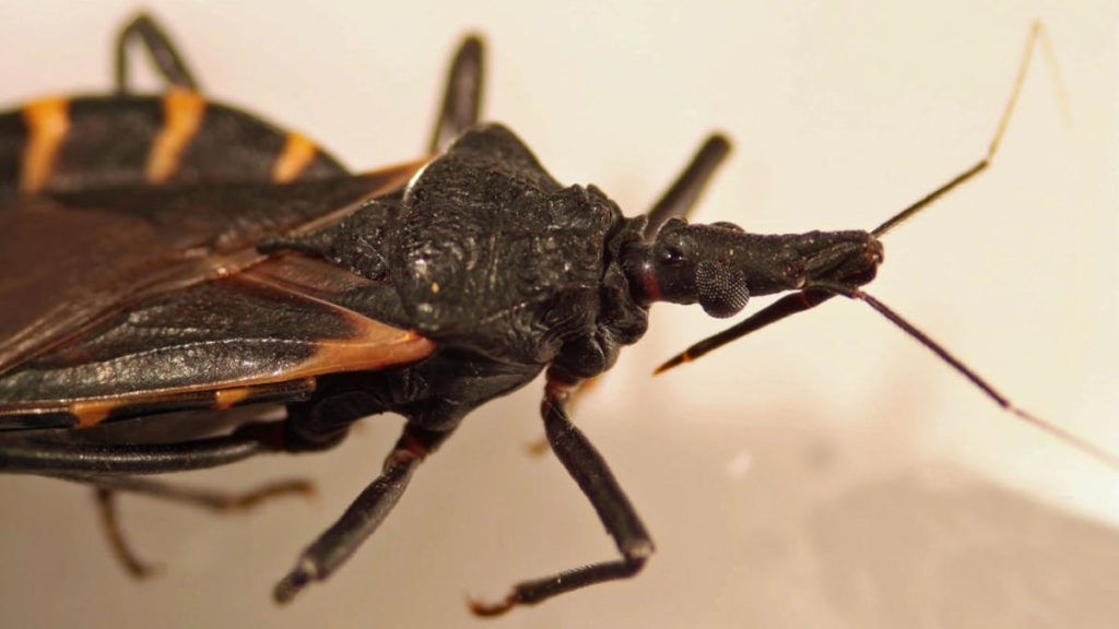 Assassin Bug