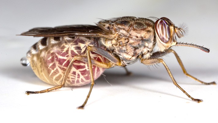 Tsetse Fly