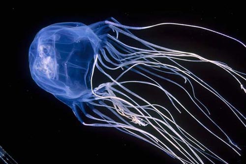 Box Jellyfish