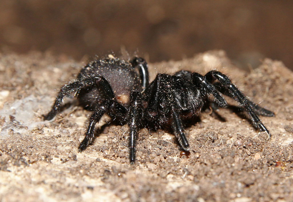 Australian Funnel-Web Spider