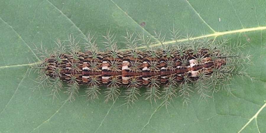 Giant Silkworm Moth