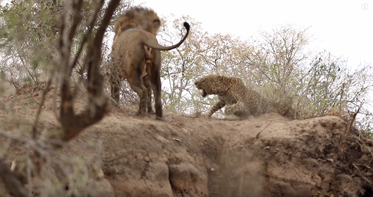 The startled Leopard rolled over and defended itself.