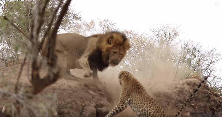 The leopard fell off the ledge, and the lion turned around.