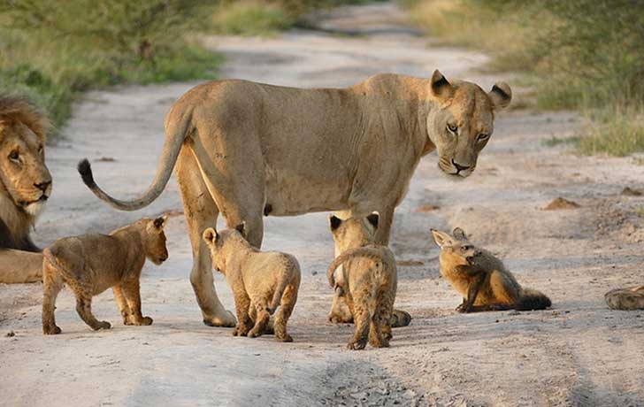 Curious young cubs