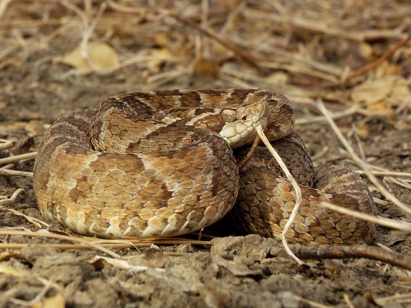 Common Lacehead