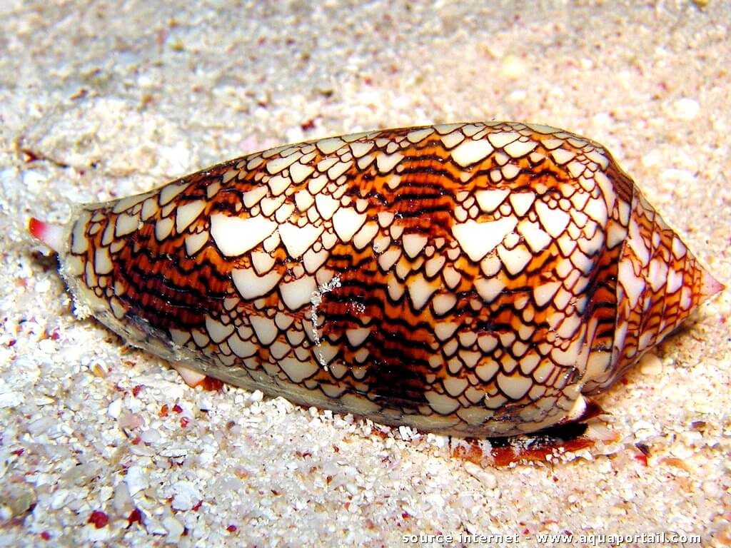 Cone Snail