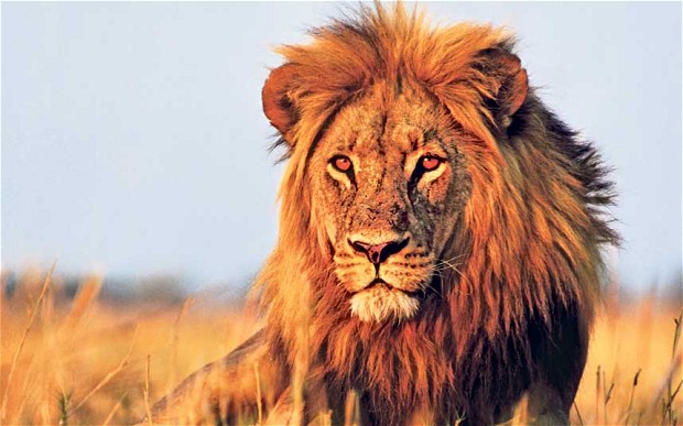 African Lion