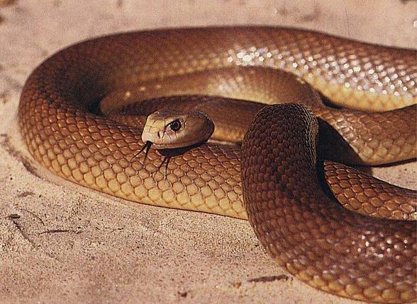 Inland Taipan