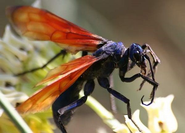 Tarantula Hawk