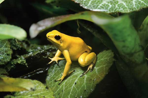 Golden Poison Dart Frog
