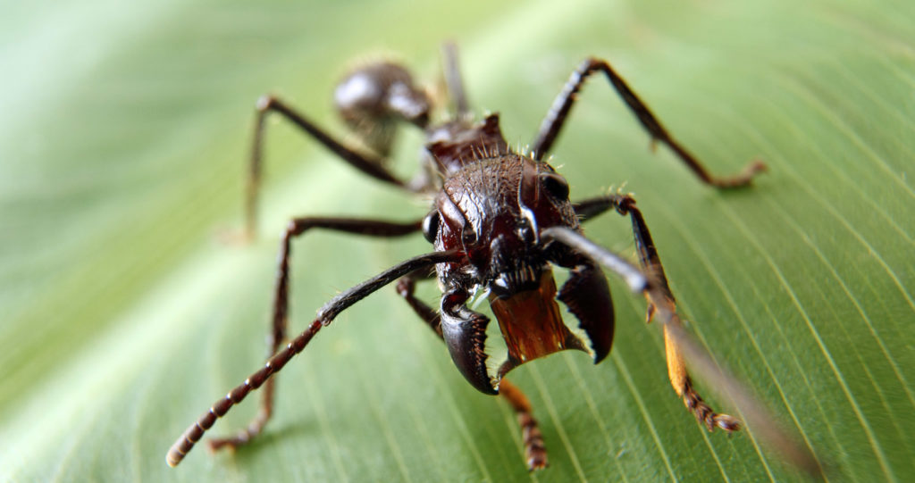 Bullet Ant
