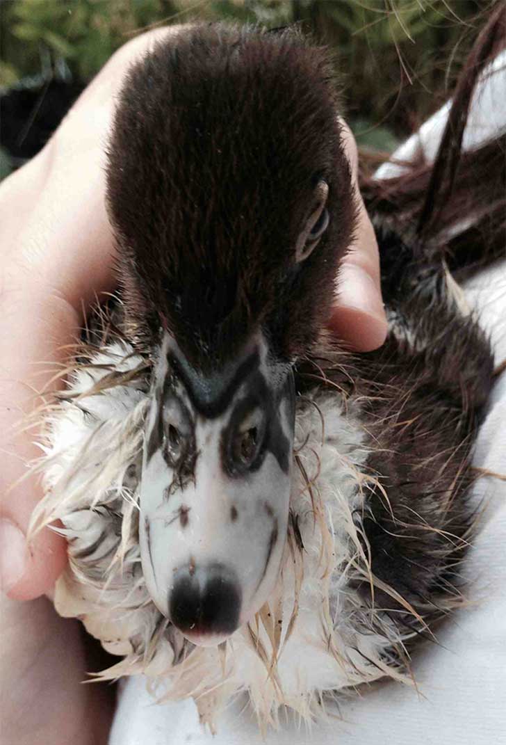 Ducklings Beak Looks Like A Wolf.
