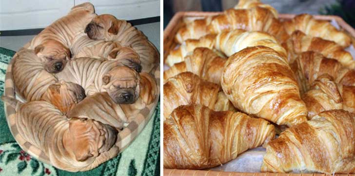 These Shar-Pei Puppies Look Like French Croissants.