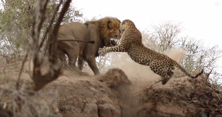 The Lion and Leopard had a short fight