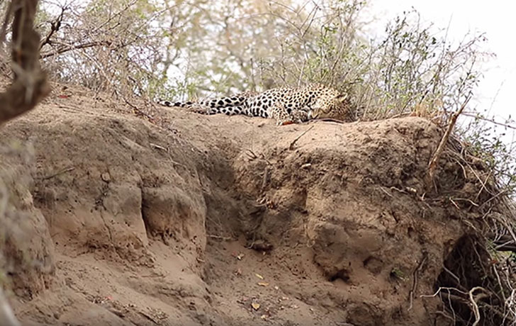 The Leopard began to be sleepy