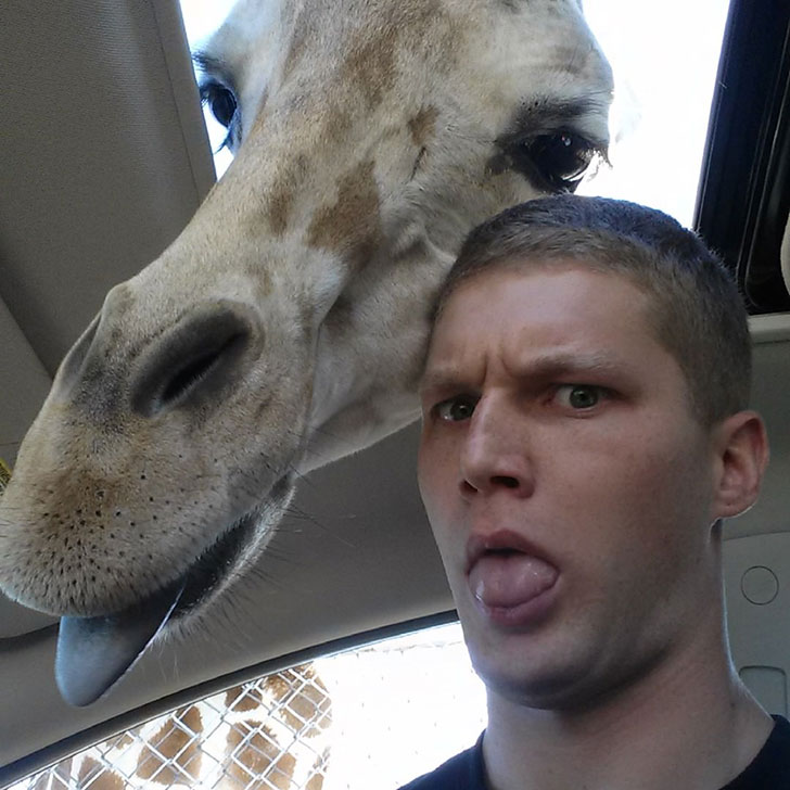 The guy parked his car too close to the giraffe’s cage.