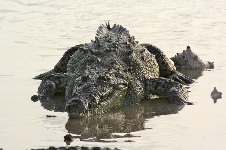 Crocodiles