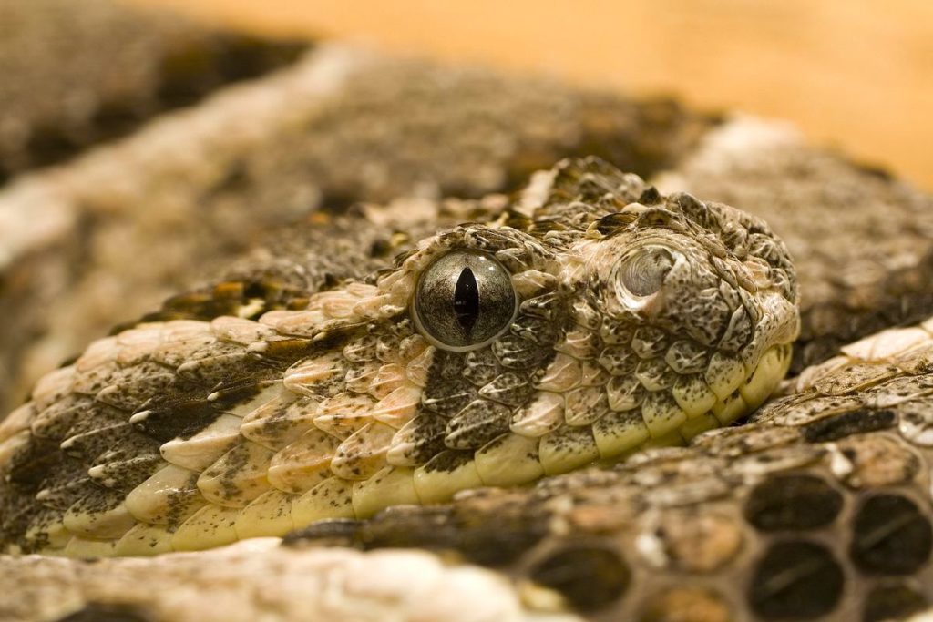 African Puff Adder