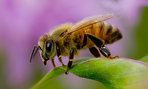 Africanized Honey Bee