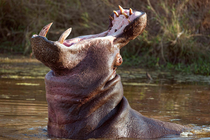 Hippopotamus